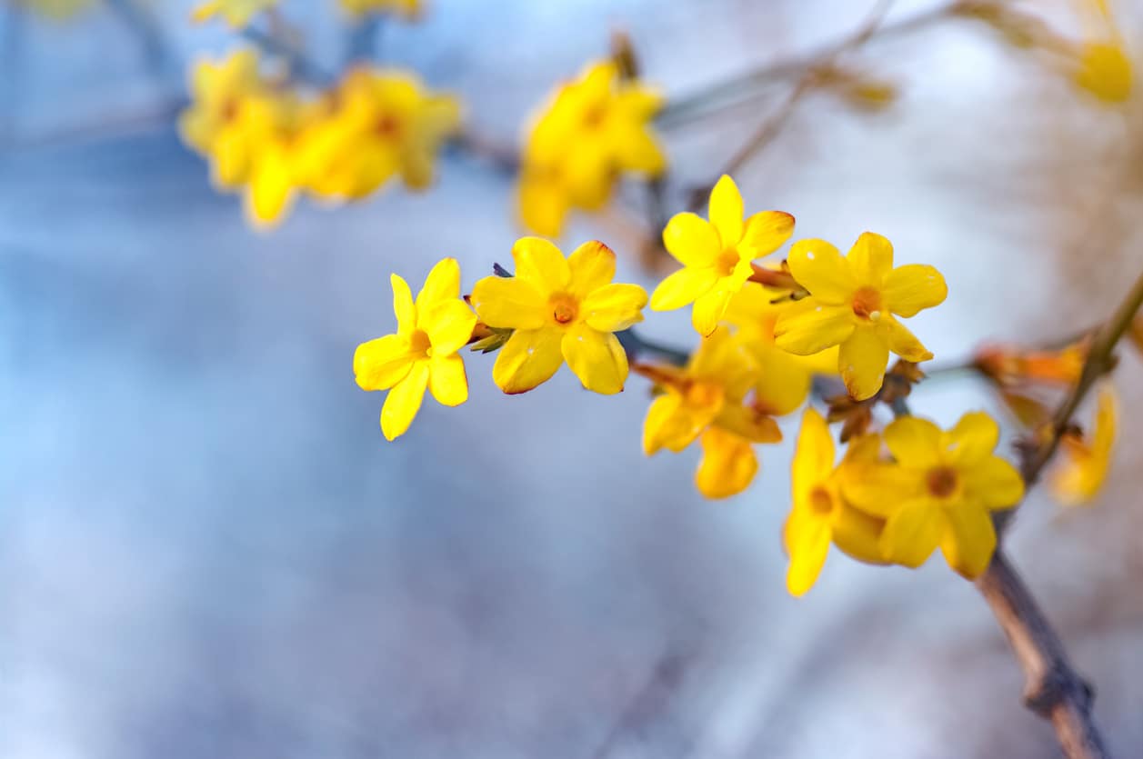 La fleur que vous devez absolument planter cet hiver pour un jardin parfumé au printemps