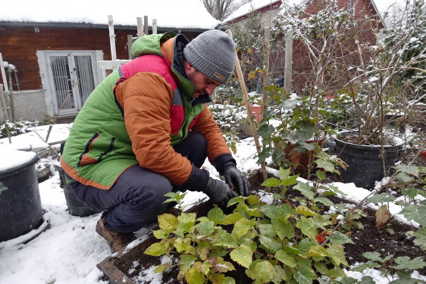 Comment cultiver ces légumes même sous la neige pour un potager d’hiver productif