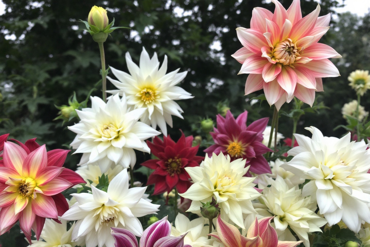 Ne plantez pas ces bulbes au mauvais moment, votre jardin vous remerciera cet été !