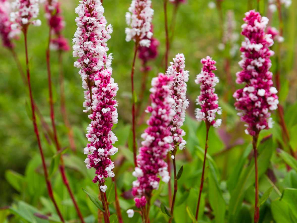 Cette plante vivace fait sensation dans les jardins ! Découvrez pourquoi elle est la star des 4 saisons !